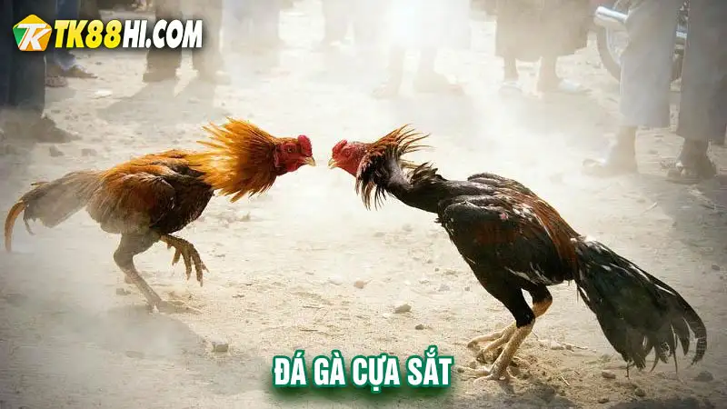 Đá gà cựa sắt tại WS168